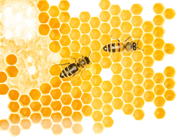 Symbolbild Bienenwaben