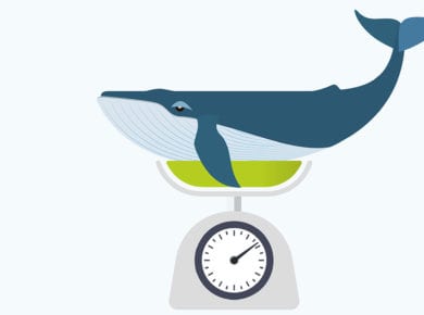Nur ein Thema unter vielen an der Luzerner Nachhaltigkeitswoche: Wie viel ist uns ein Blauwal wert?