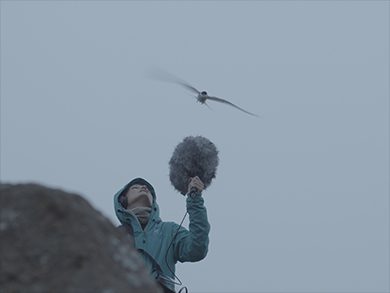 Besuch der Küstenseeschwalben: Klangforscherin Patricia Jäggi bei den Aufnahmen in Island. (Bild: Christoph Brünggel)