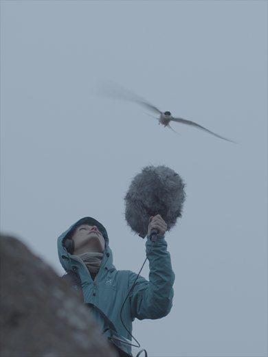 Besuch der Küstenseeschwalben: Klangforscherin Patricia Jäggi bei den Aufnahmen in Island. (Bild: Christoph Brünggel)
